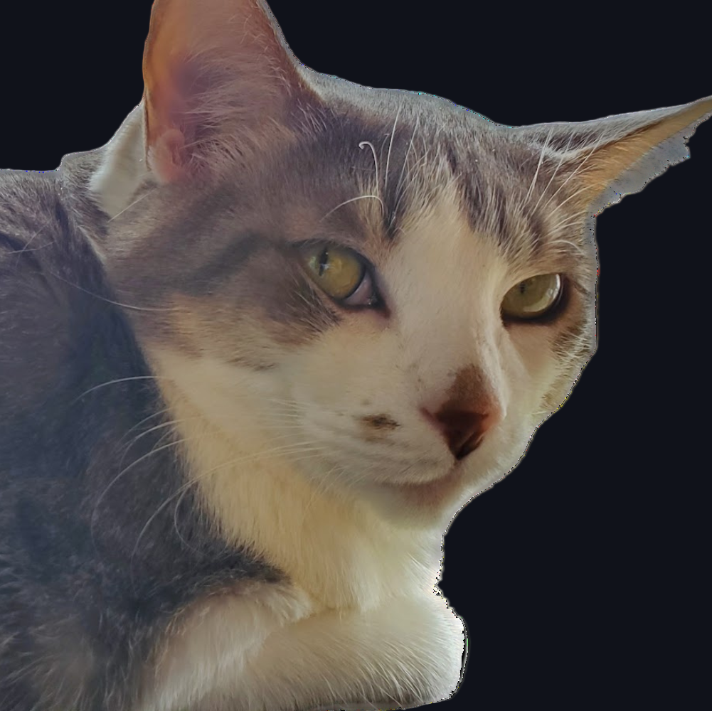 Gray and white cat on a black background
