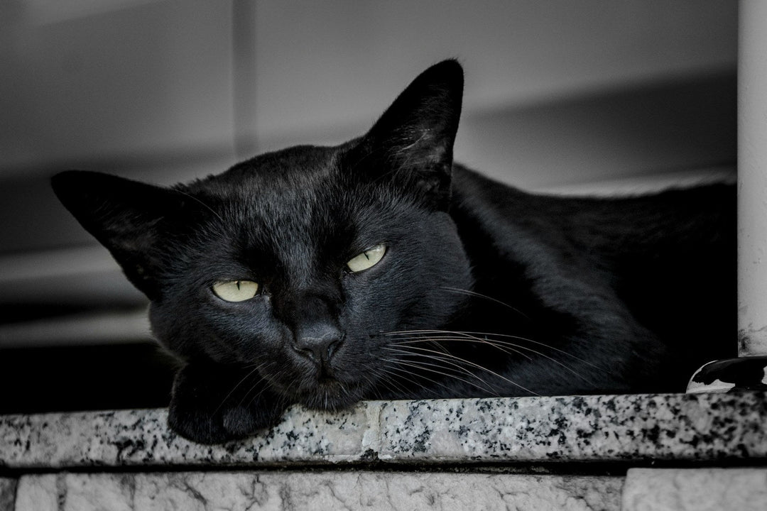 Black cat resting on a stone ledge in a monochrome photograph.