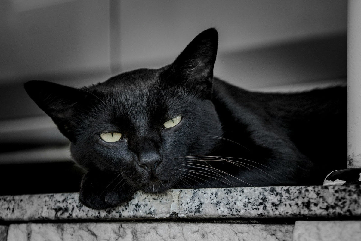 Black cat resting on a stone ledge in a monochrome photograph.