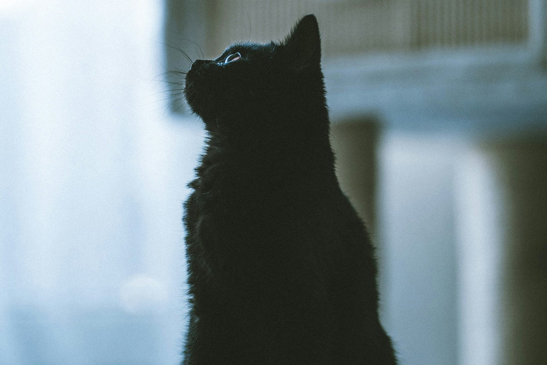Black cat seated beside a bright window, looking upward.