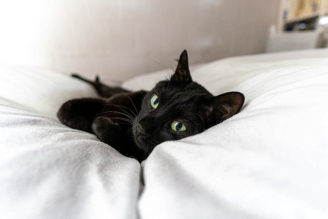 Black cat lying on white bedding with its head tilted toward the camera.