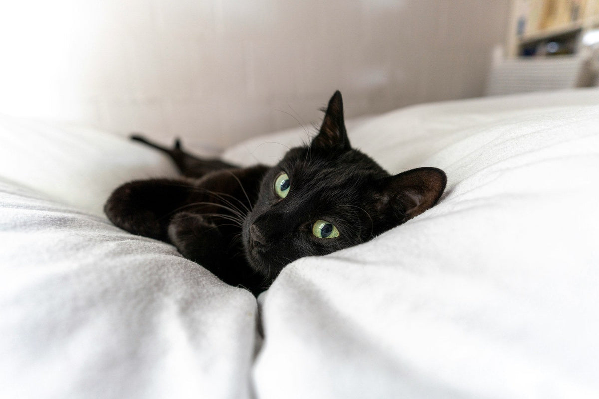 Black cat lying on white bedding with its head tilted toward the camera.