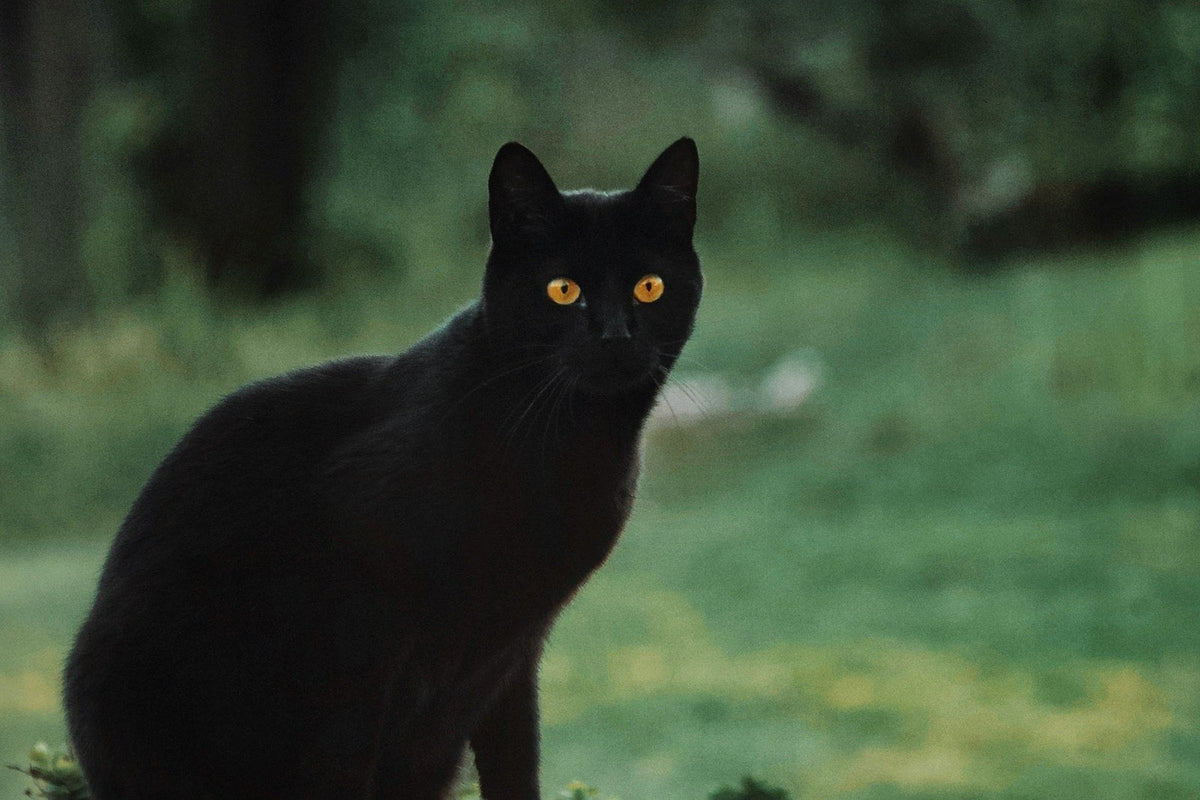 Black cat sitting outdoors beside greenery.