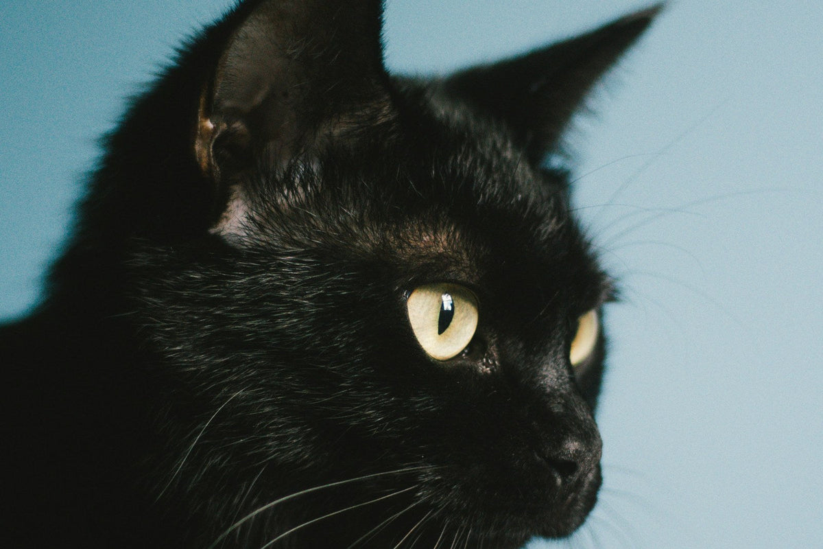 Close-up profile of a black cat against a softly blurred blue background.