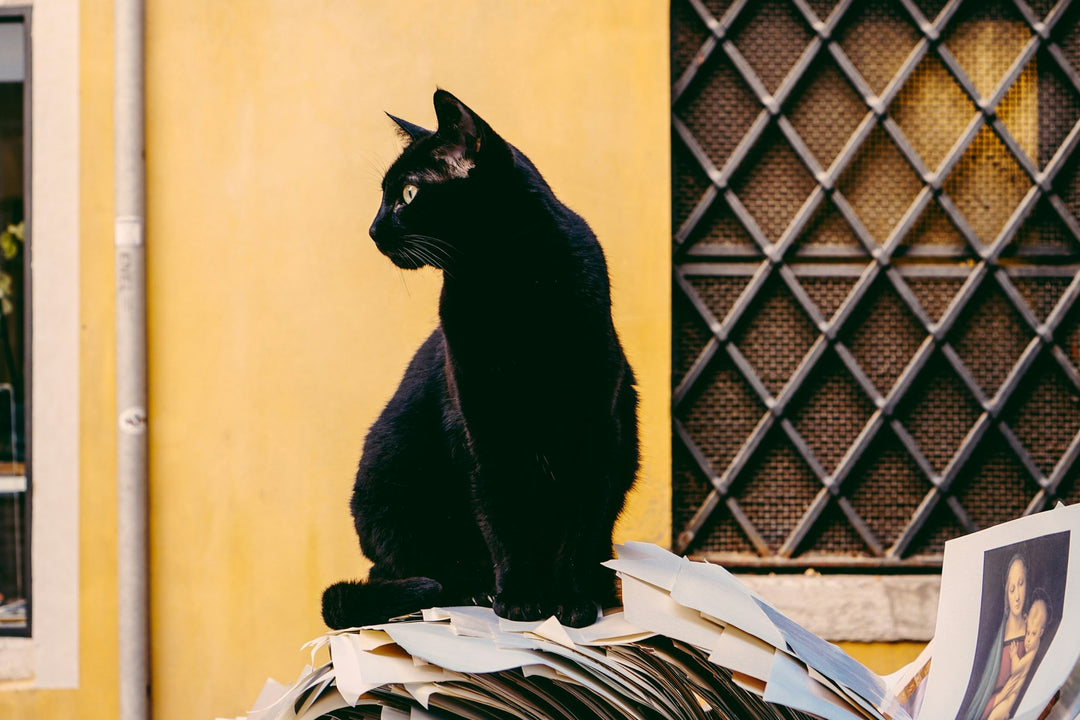 Black cat sitting in profile beside a yellow wall and a lattice window.